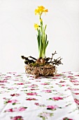 Narcissus with bulbs in nest with elder twigs on floral tablecloth