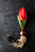Rote Tulpe mit Zwiebel (Red Paradise) und Erde auf dunklem Untergrund
