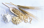 A scoop of barley grains, rolled barley, barley flour and ears of barley