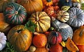 Assorted types of squash (filling the image)