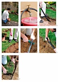 A sprinkler irrigation system being installed in the garden