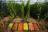 A greenhouse with rare varieties of organic tomatoes