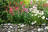 Natursteinmauer mit reich blühender Spornblume (Centranthus) und Margerite (Chrysanthemum)