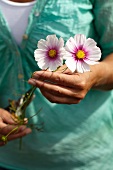 Frau pflückt Cosmosblumen im Garten