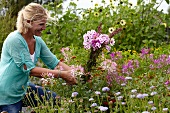 Frau pflückt Gartenblumen für einen Blumenstrauss