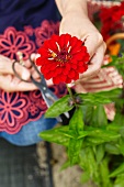 Woman picking red zinnia in garden