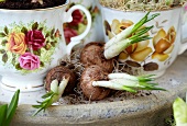 Crocus bulbs in front of romantic teacups