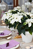 White poinsettias as centrepiece of festive table set for Christmas