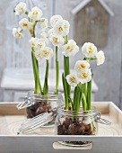 Narcissus 'Bridal Crown' in preserving jars on tray on terrace