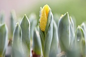 Gelbe Tulpen mit Blumenzwiebeln (Close Up)