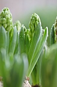 Hyazinthen mit Blumenzwiebeln (Close Up)