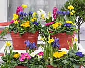 Bunte Frühlingsblumen in Töpfen auf der Terrasse