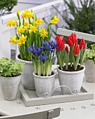 Various spring flowers in pots on terrace table