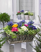 Blumenkiste mit Primeln und Iris auf der Terrasse