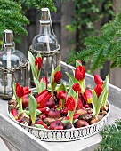 White tray of red tulips and red apples