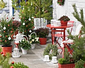 Weihnachtlich geschmückte Terrasse mit Scheinbeeren und Skimmia