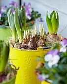 Sprouting narcissus, tulip and hyacinth bulbs