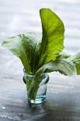Turnip leaves in a glass of water