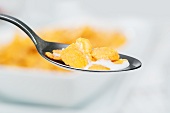 A spoon of cornflakes with milk (close-up)