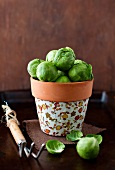 Fresh Brussels Sprouts in a Garden Pot