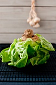 Fresh Head of Boston Lettuce with Garlic Bulbs Hanging in the Background