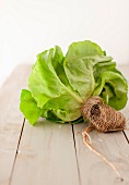 Boston Lettuce with Roots