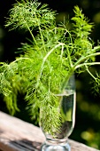 Fresh Fennel Greens in a Glass of Water