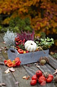 Herbstliches Gesteck in Holzkiste mit Heidekraut, Zierkürbis, Zierpaprika, Leucophytha brownii und Efeu auf Holztisch im Garten