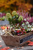 Herbstliche Blumenkiste mit Heidekraut, Efeu, Scheinbeeren, Skimmien und Narzissenzwiebeln auf Holztisch im Garten