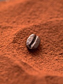 A mocha bean in cocoa powder (close-up)
