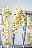 Jasmine Flowers with Buds Closed Hung Over a Railing