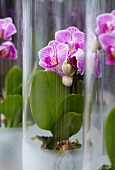 Phalaenopsis in jars