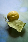 A lemon with stalk and a leaf attached