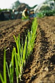 Young leek plant in a field