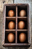 Six brown eggs in a type case