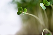 Fresh cress (close-up)