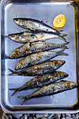 Barbecued sardines in an aluminium tray