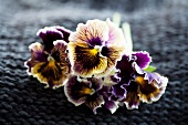 Pansies