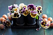 Bulbs and flower pots of violas