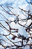 Hydrangea Bush Covered in Snow on a Sunny Winter Day