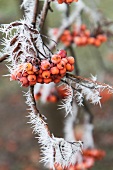 Rowan berries on branch covered in hoar-frost