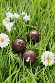 Chocolates with candied rosemary in artificial grass