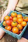 Child Holding a Basket of Cherry Tomatoes