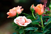 Salmon pink flowers on a rose bush