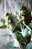 Australian eucalyptus as a table decoration