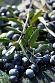 Black olives on the twig