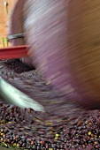 Olives being crushed by millstones
