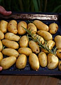 Rosemary potatoes on a baking tray