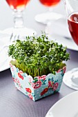 Cress growing in paper cake case