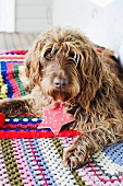 Dog with red Advent star pendant around neck lying on crocheted, patchwork-style blanket